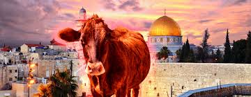 Sanctification de la Vache Rousse